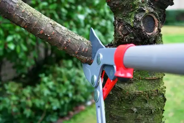 tree services Helper